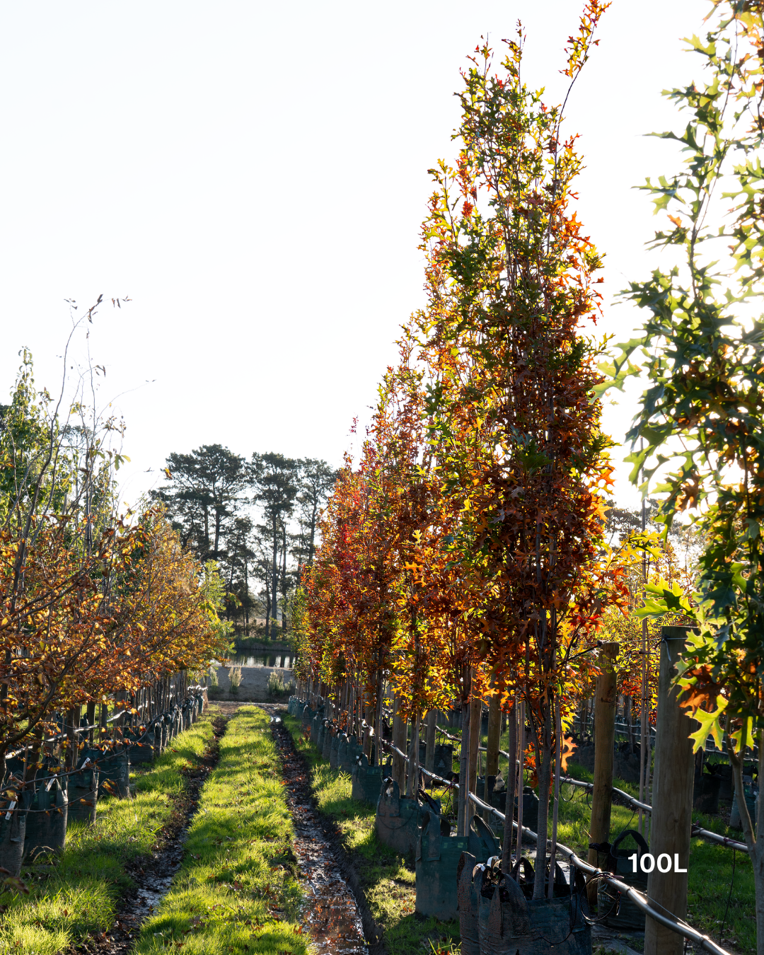 Quercus palustris 'Pringreen' Green Pillar – Upright Pin Oak