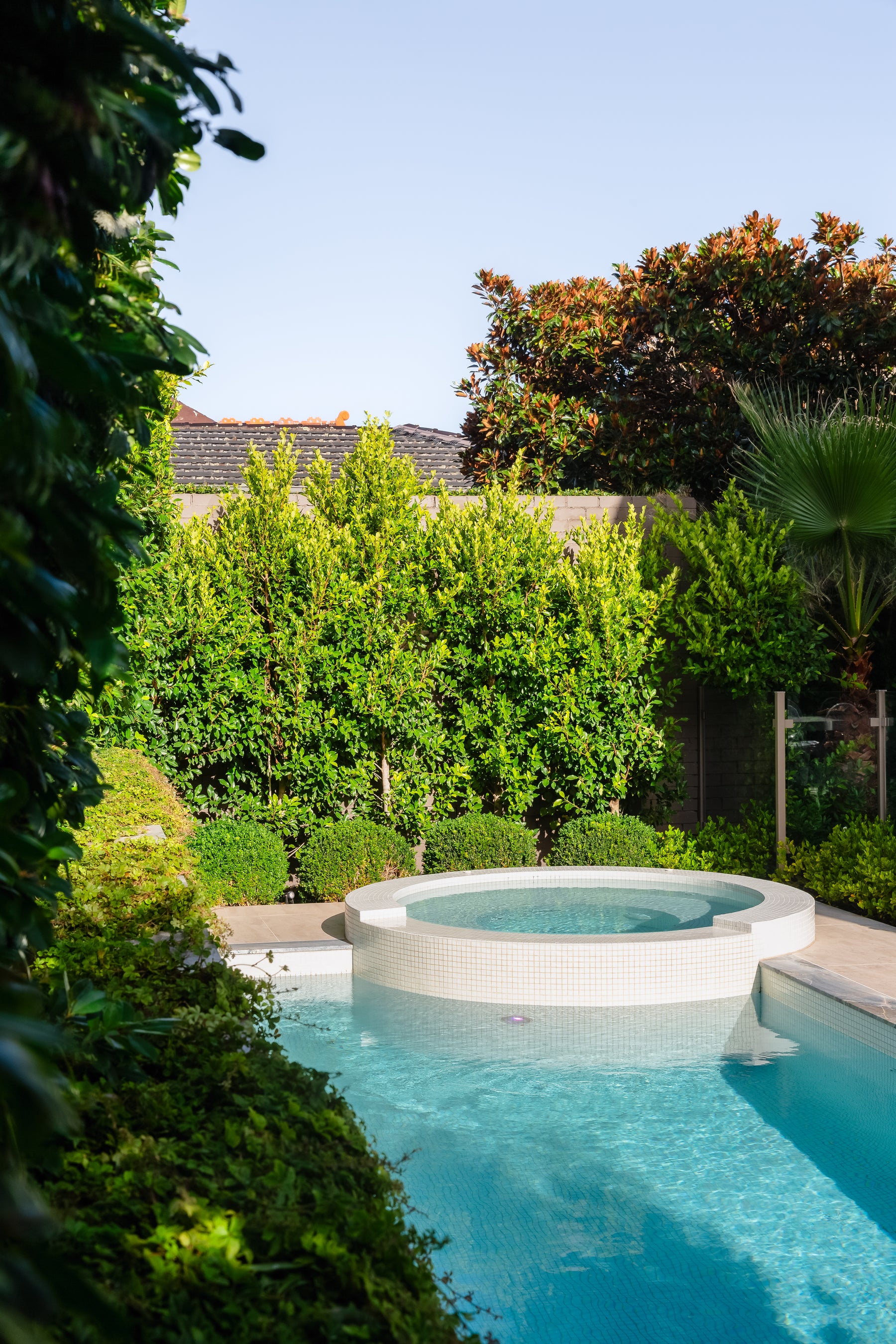 Canopy Trees - Evergreen Trees Direct