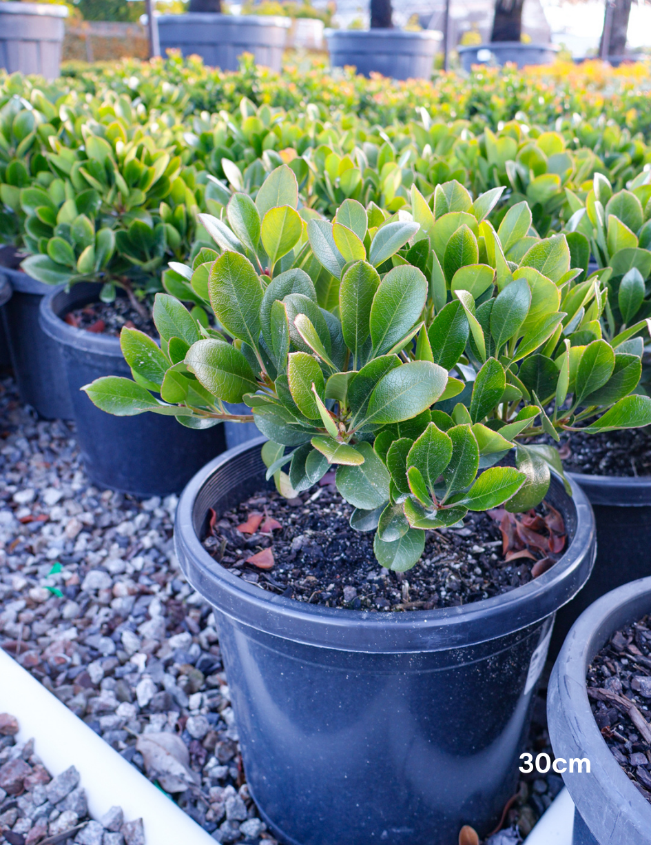 Rhaphiolepis indica 'Oriental Pearl' - Evergreen Trees Direct