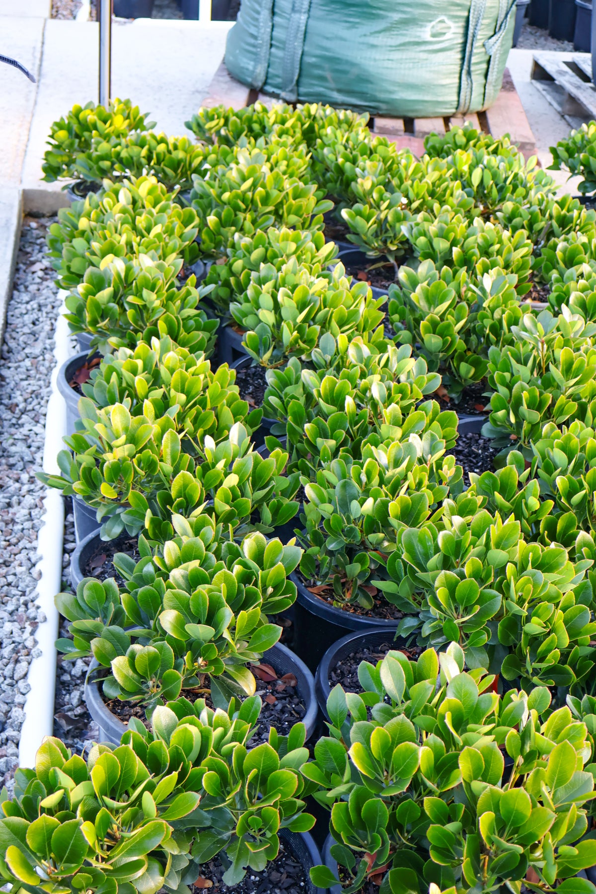 Rhaphiolepis indica 'Oriental Pearl' - Evergreen Trees Direct