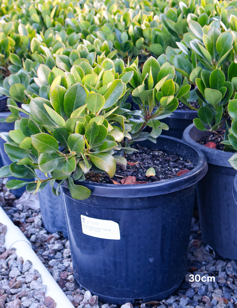 Rhaphiolepis indica 'Oriental Pearl' - Evergreen Trees Direct