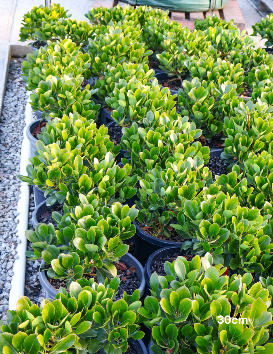 Rhaphiolepis indica 'Oriental Pearl' - Evergreen Trees Direct