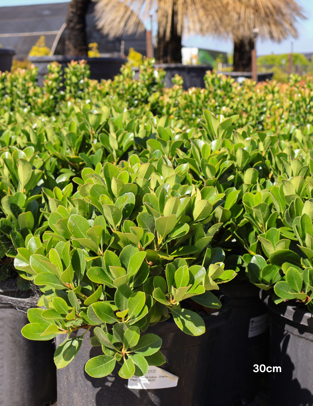 Rhaphiolepis indica 'Oriental Pearl' - Evergreen Trees Direct