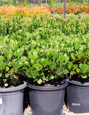 Rhaphiolepis indica 'Oriental Pearl' - Evergreen Trees Direct