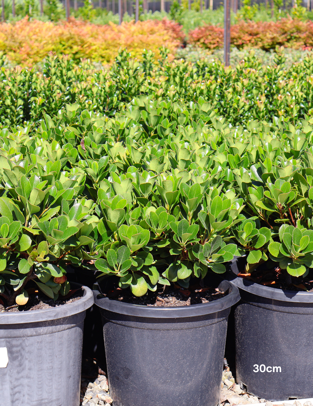 Rhaphiolepis indica 'Oriental Pearl' - Evergreen Trees Direct