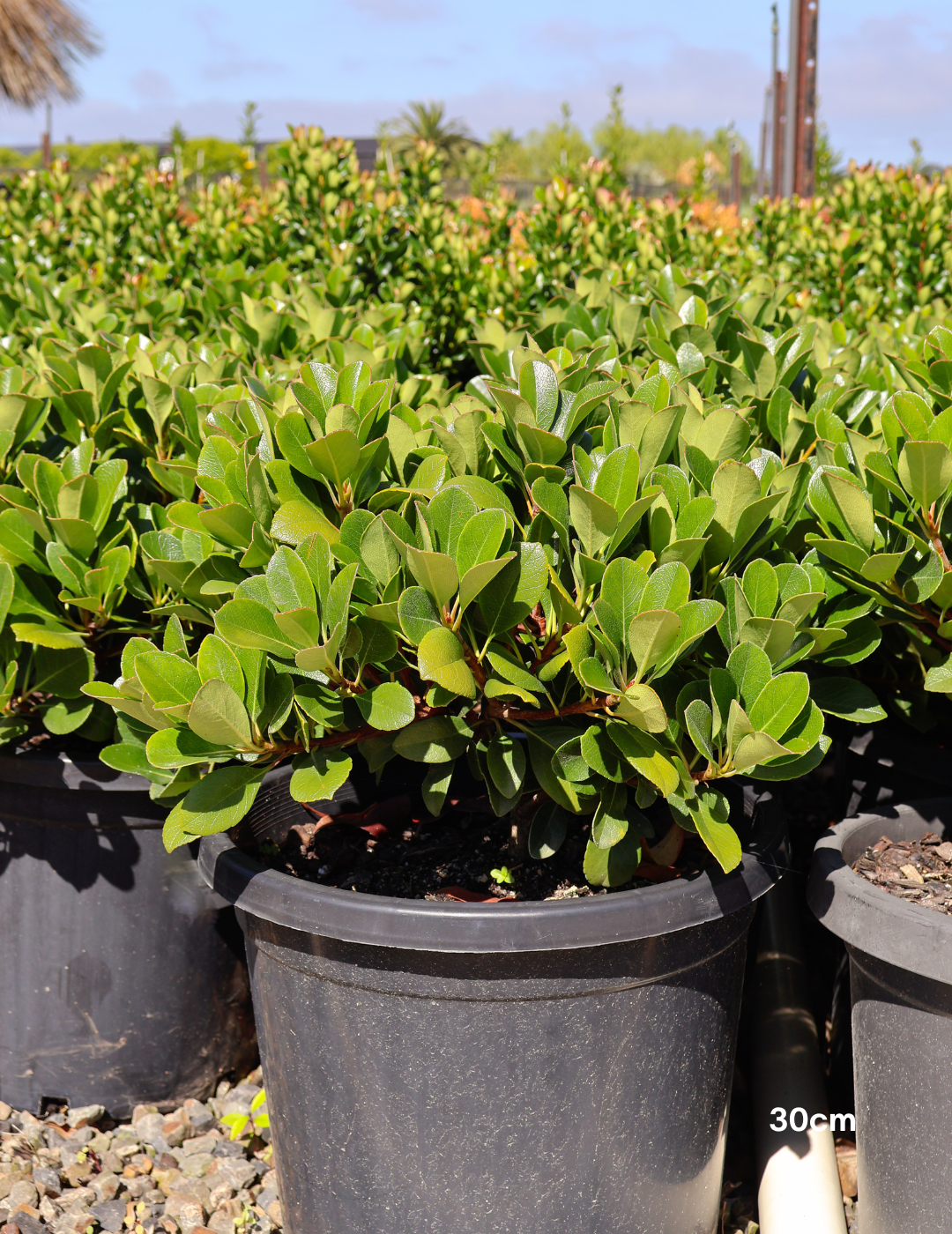 Rhaphiolepis indica 'Oriental Pearl' - Evergreen Trees Direct