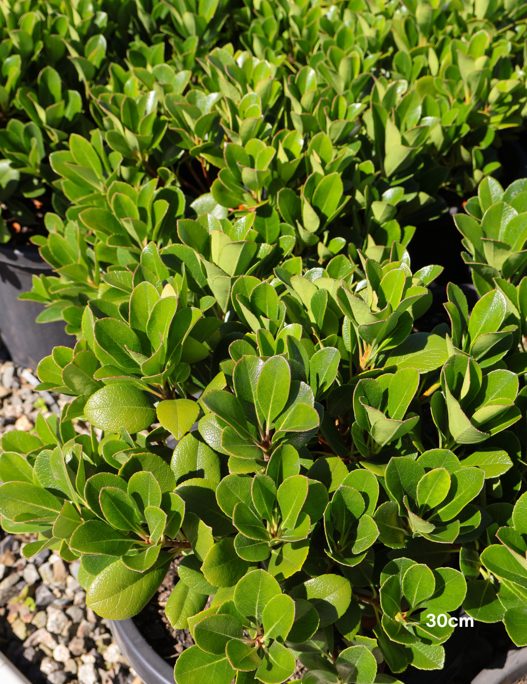 Rhaphiolepis indica 'Oriental Pearl' - Evergreen Trees Direct