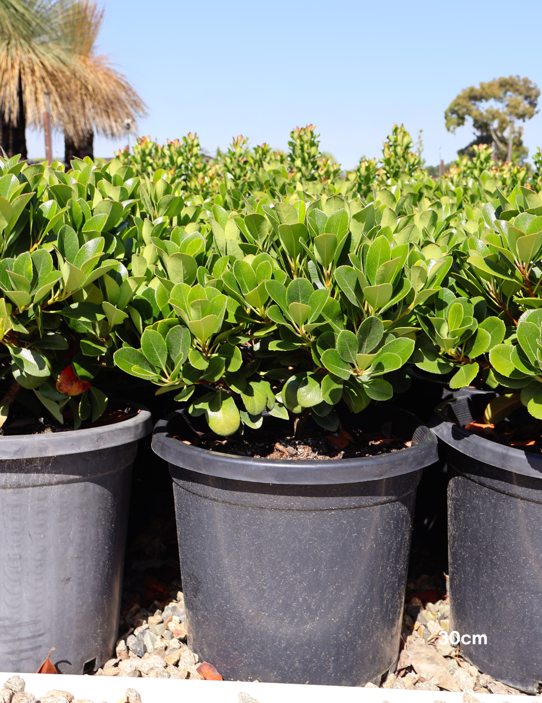 Rhaphiolepis indica 'Oriental Pearl' - Evergreen Trees Direct