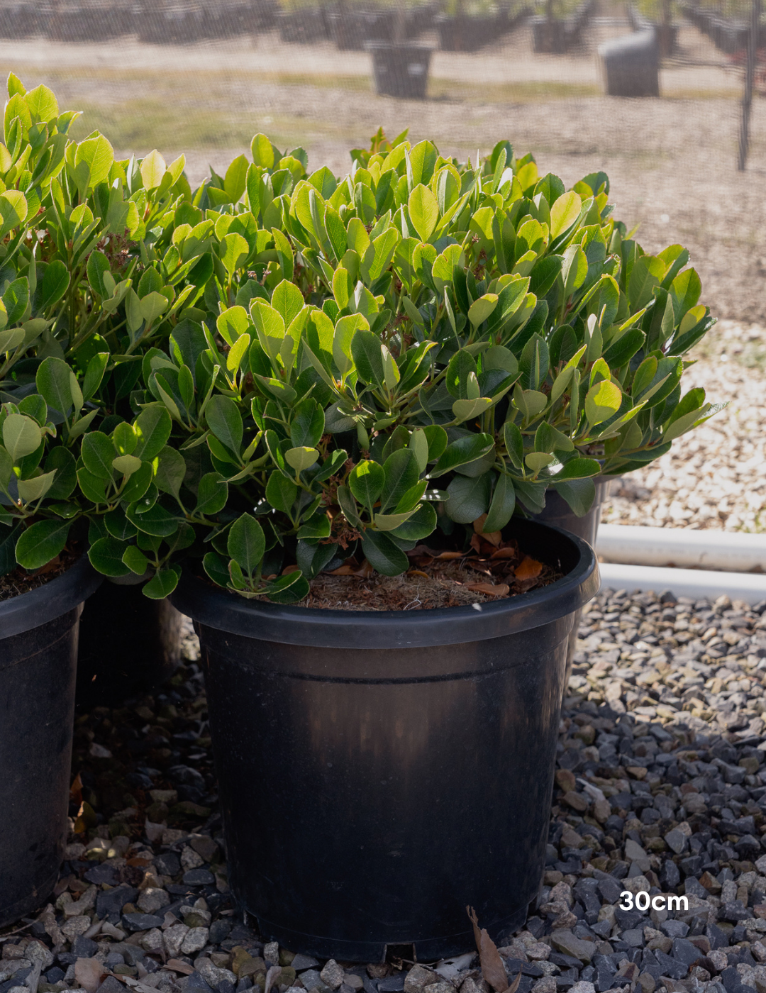 Rhaphiolepis indica 'Oriental Pearl' - Evergreen Trees Direct