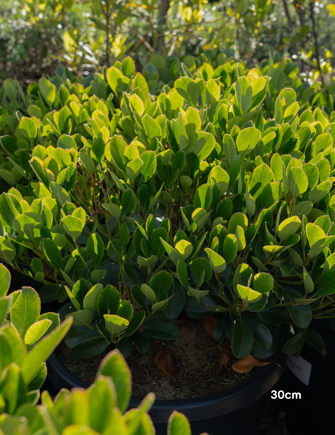 Rhaphiolepis indica 'Oriental Pearl' - Evergreen Trees Direct