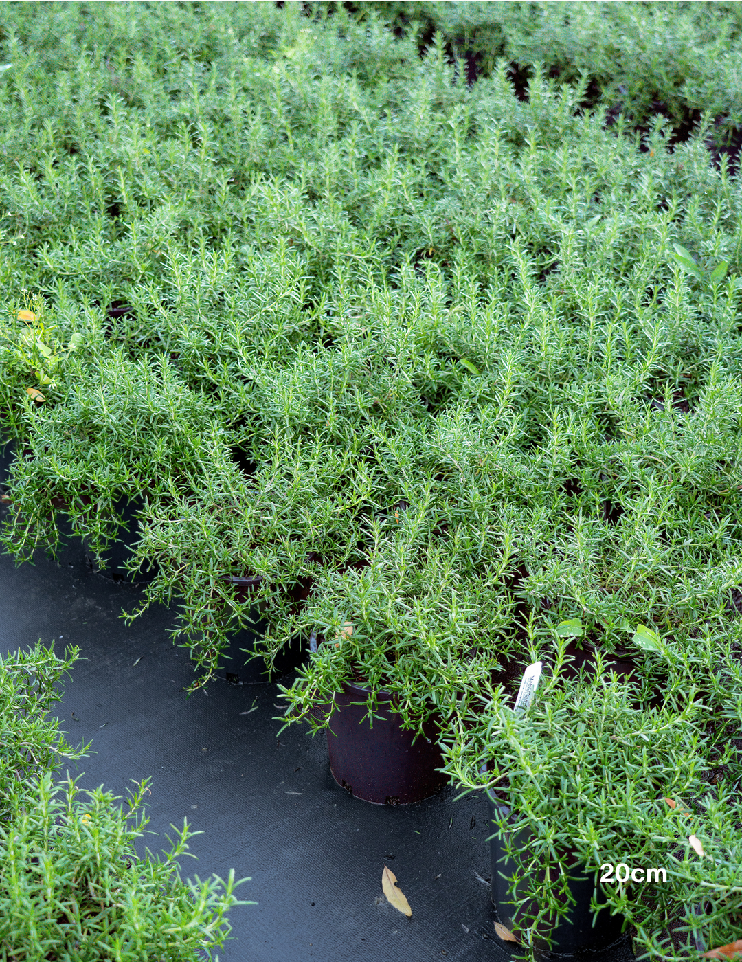 Rosmarinus officinalis – Rosemary