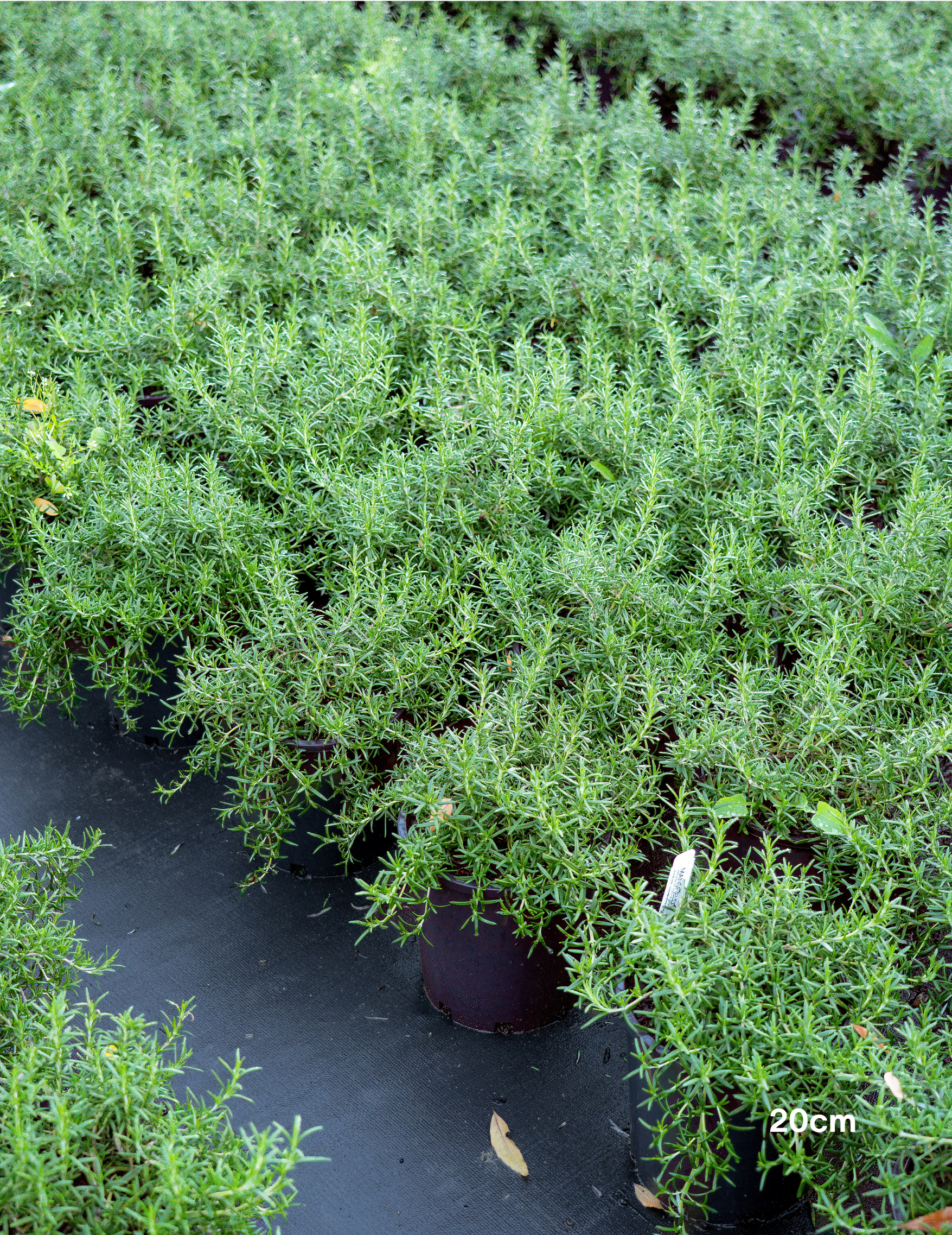 Rosmarinus officinalis – Rosemary