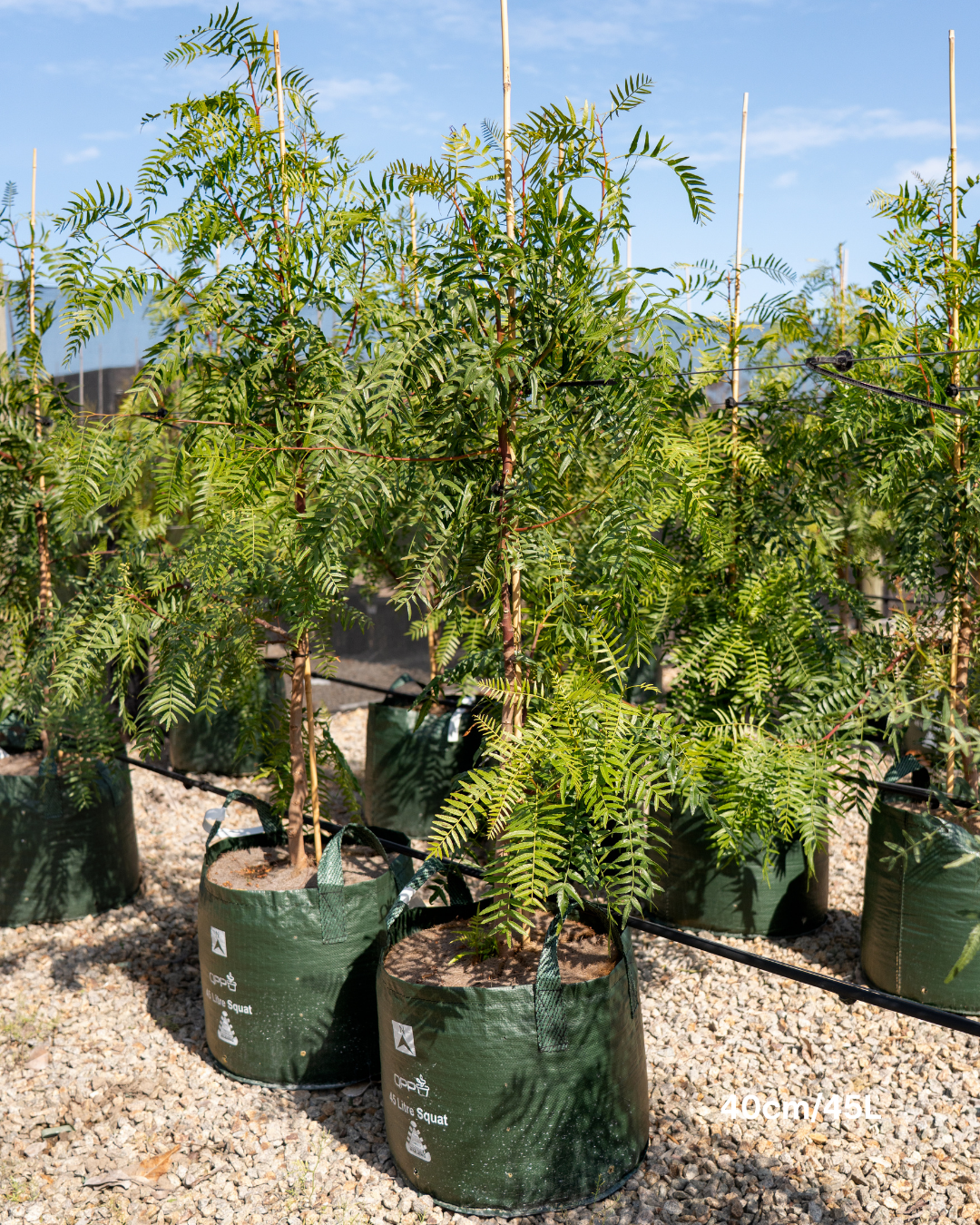 Schinus molle Peppercorn Tree