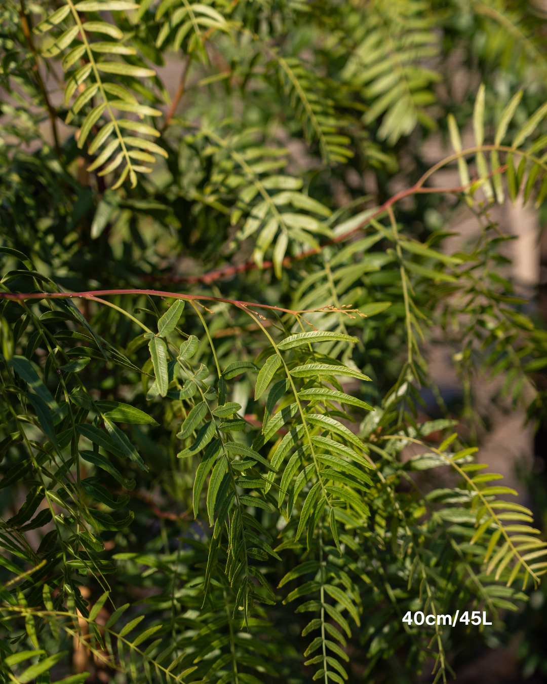 Schinus molle Peppercorn Tree