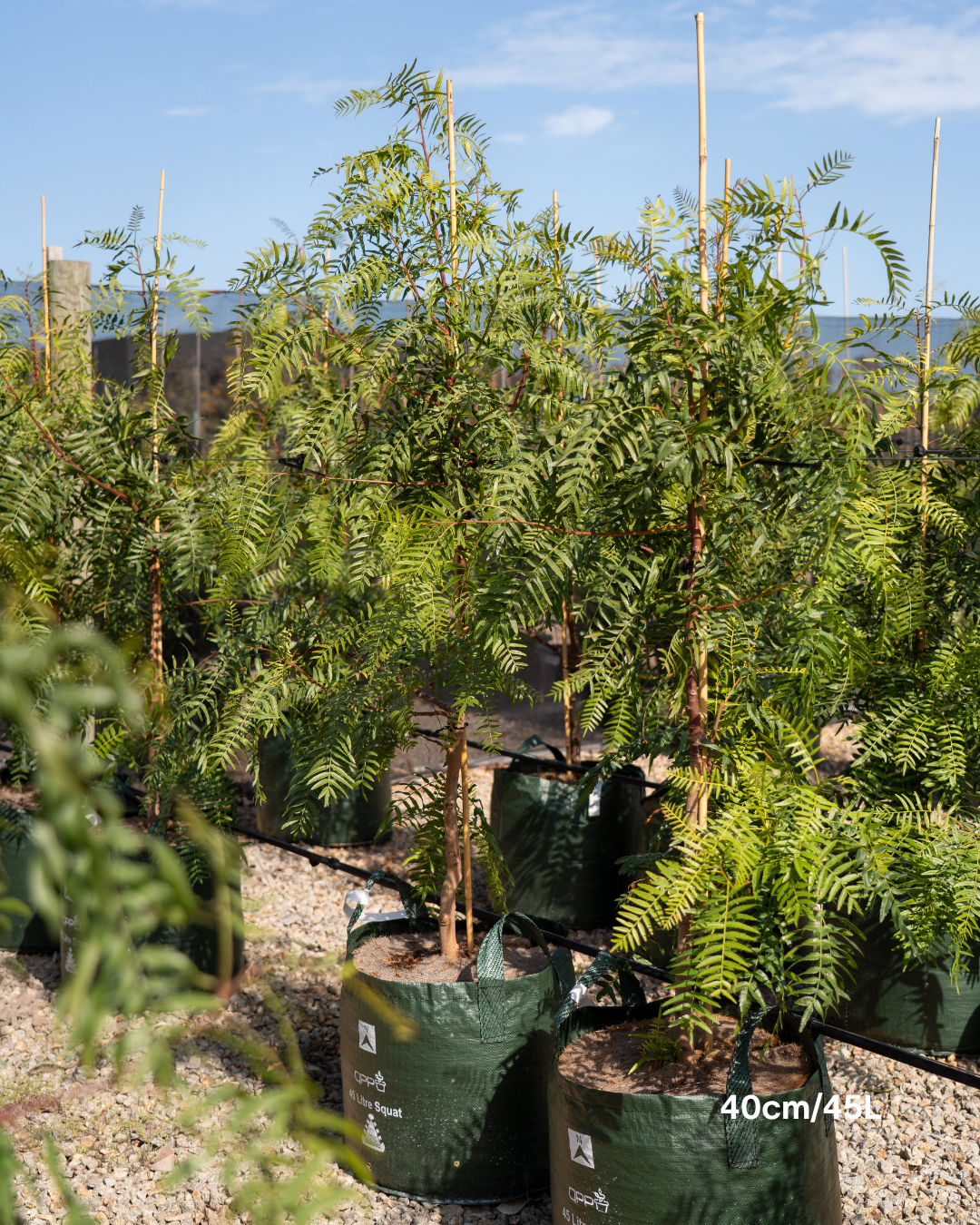 Schinus molle Peppercorn Tree