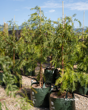 Schinus molle Peppercorn Tree