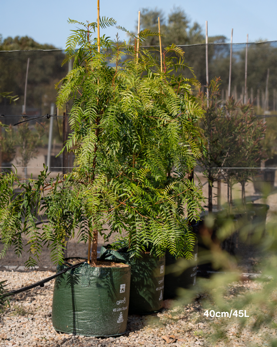 Schinus molle Peppercorn Tree