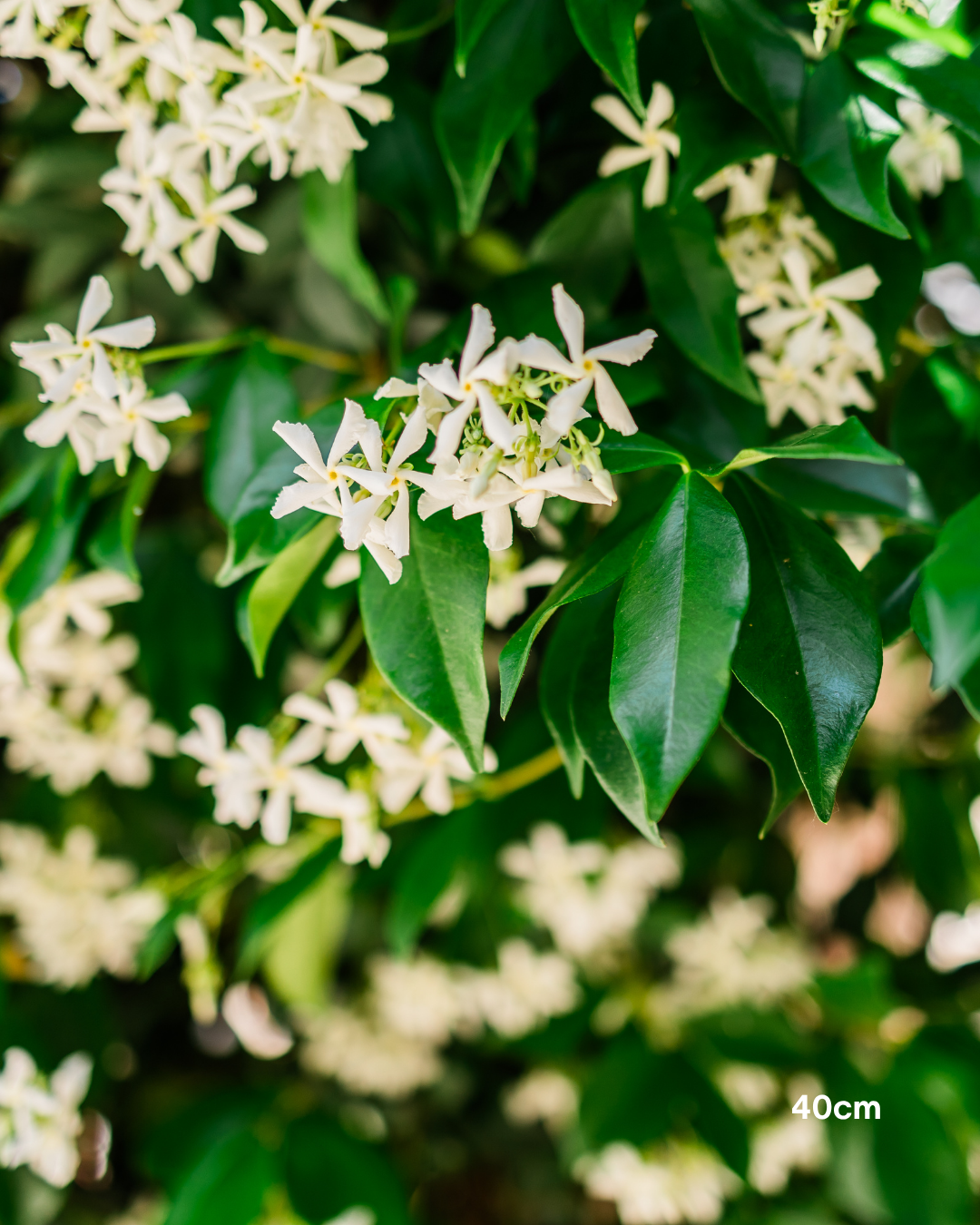 Trachelospermum jasminoides – Star Jasmine