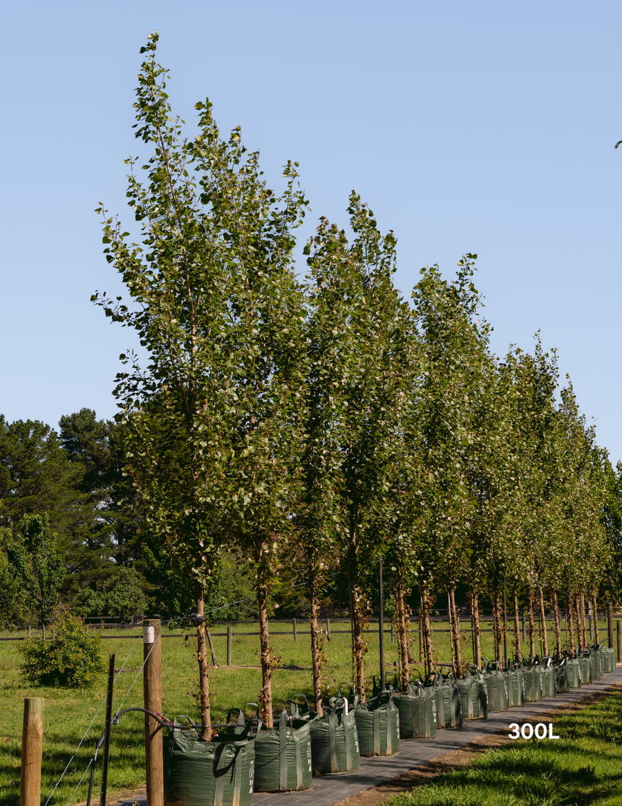 Ulmus parvifolia ‘Reflection’ – Reflecting Elm - Evergreen Trees Direct
