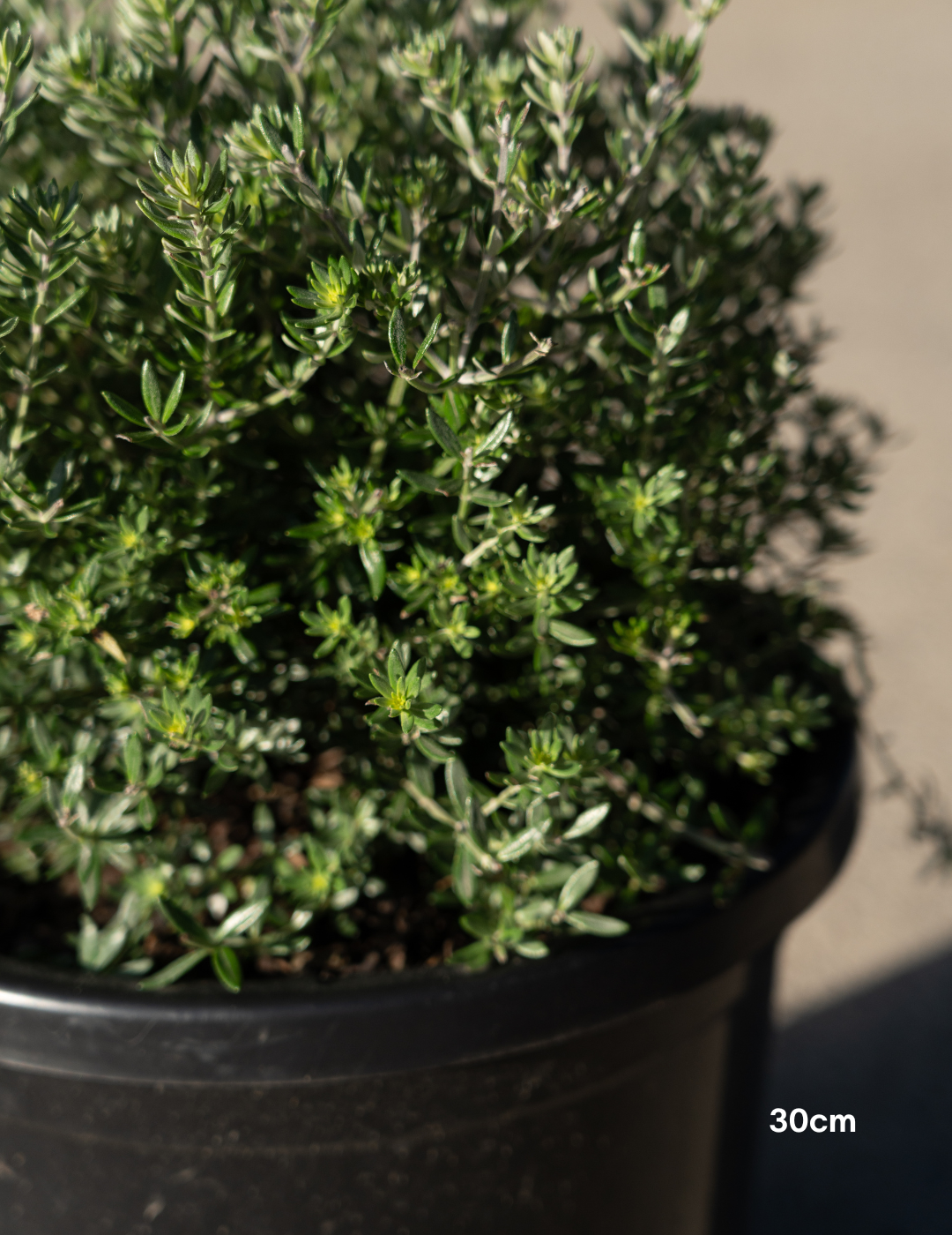Westringia fruticosa – Coastal Rosemary - Evergreen Trees Direct