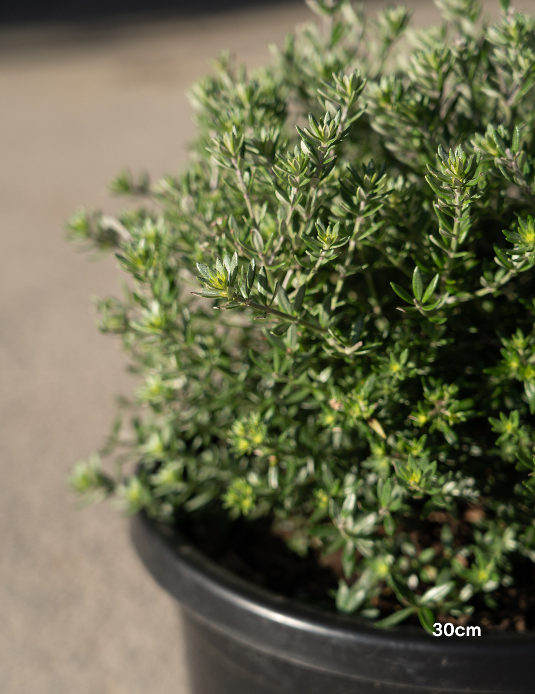 Westringia fruticosa – Coastal Rosemary - Evergreen Trees Direct