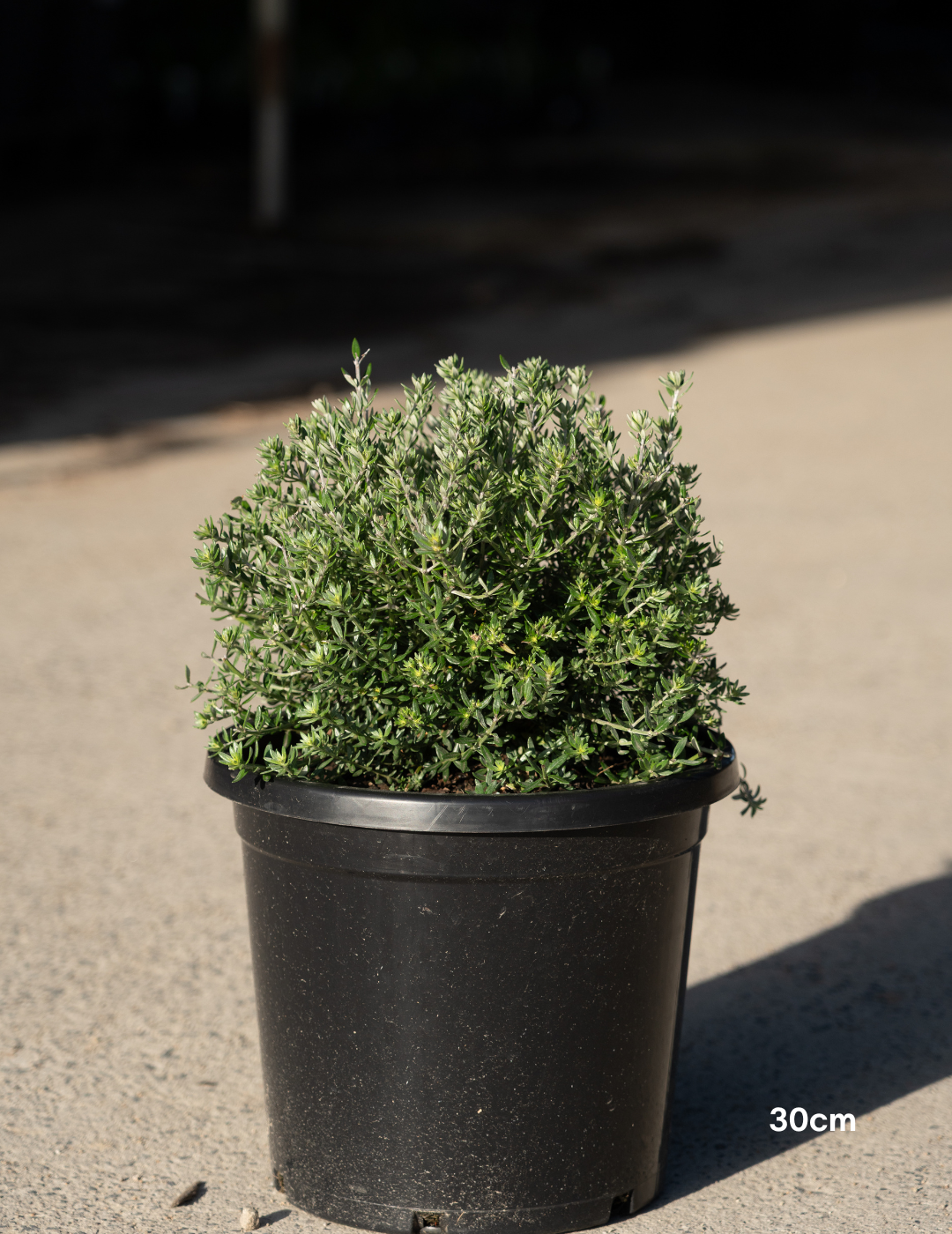 Westringia fruticosa – Coastal Rosemary - Evergreen Trees Direct