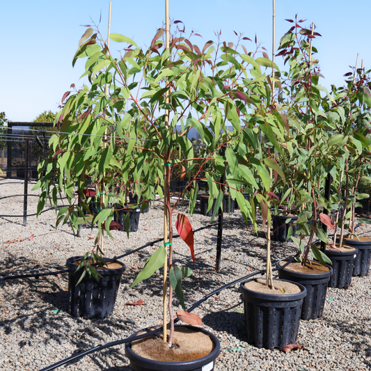 Corymbia exima 'Nana'