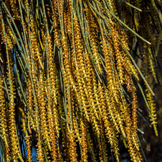 Allocasuarina verticillata - Drooping She Oak