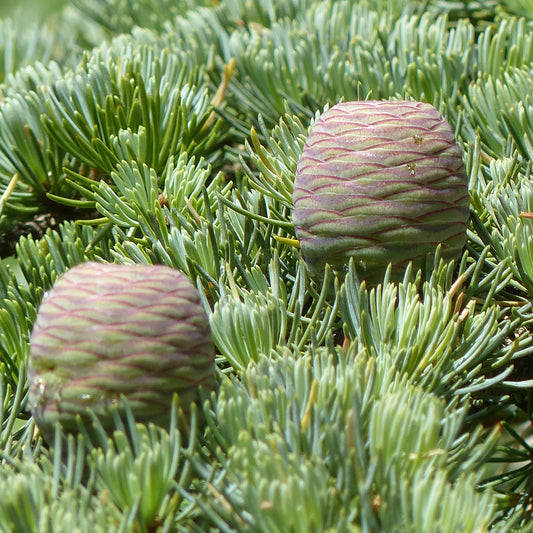 Cedrus atlantica