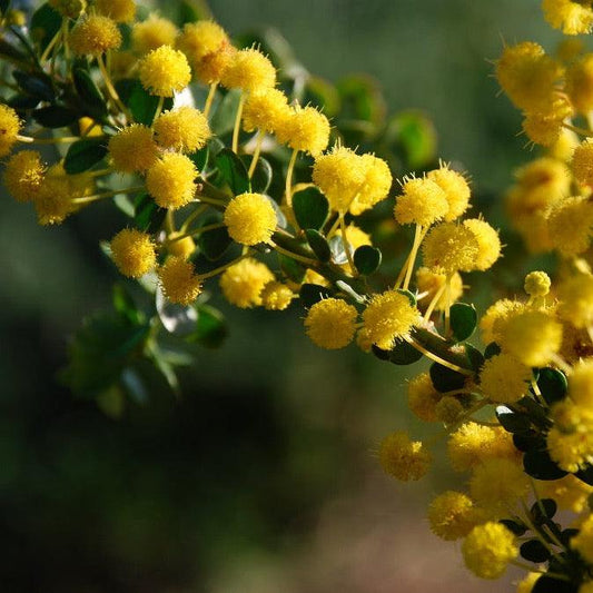 Acacia acinacea Evergreen Trees Direct