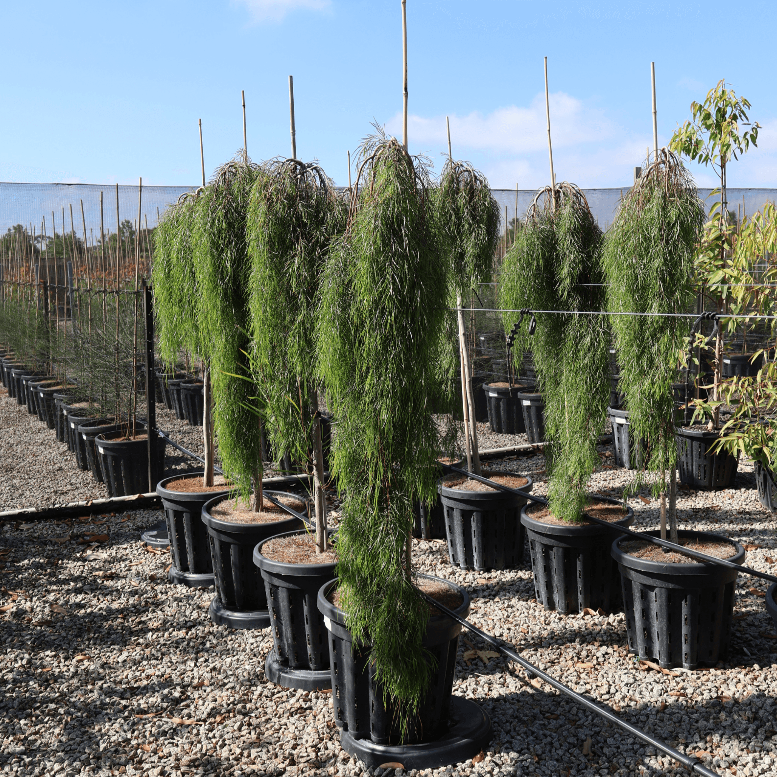 Acacia cognata 'Waterfall' Standard - Wattle Evergreen Trees Direct