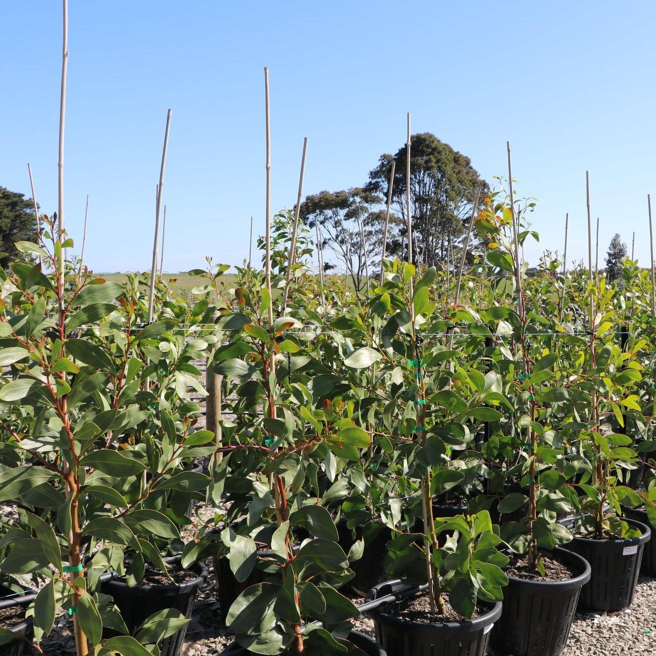 Acacia pycnantha - Golden Wattle Evergreen Trees Direct