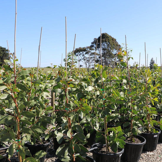 Acacia pycnantha - Golden Wattle Evergreen Trees Direct