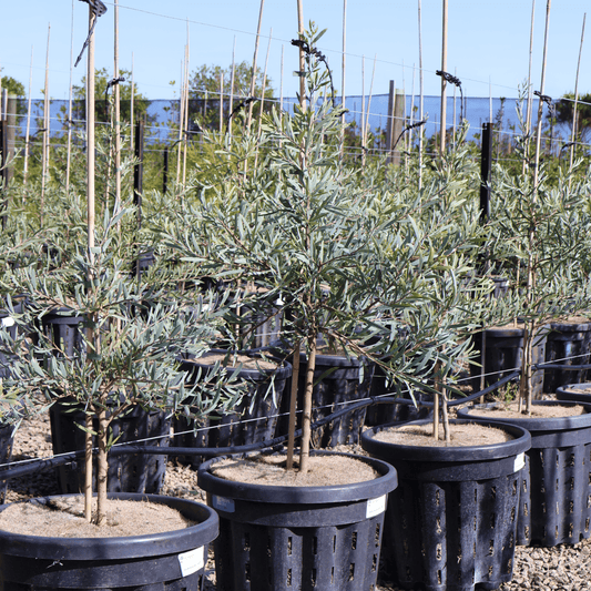 Acacia pendula