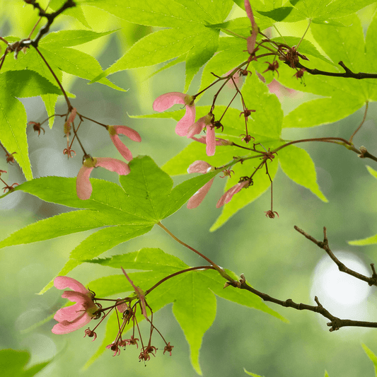 Acer palmatum 'Osakazuki' - Japanese Maple Evergreen Trees Direct