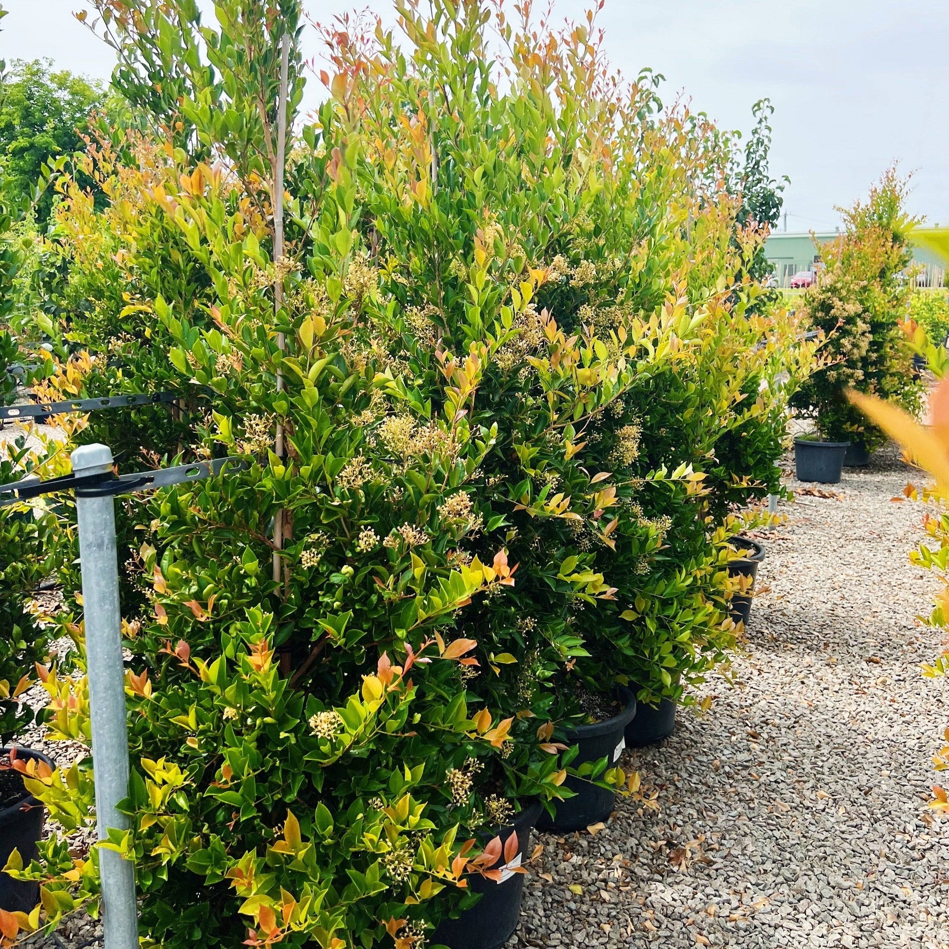 Acmena smithii 'Firescreen' - Lilly Pilly Evergreen Trees Direct