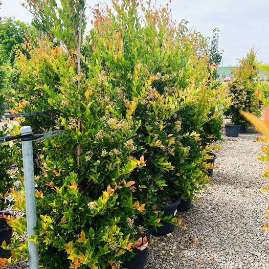 Acmena smithii 'Firescreen' - Lilly Pilly Evergreen Trees Direct