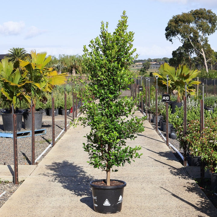Jilli Tree Lilly Pillies Trees for Sale - Evergreen Trees Direct