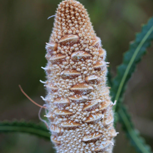 Banksia marginata Evergreen Trees Direct