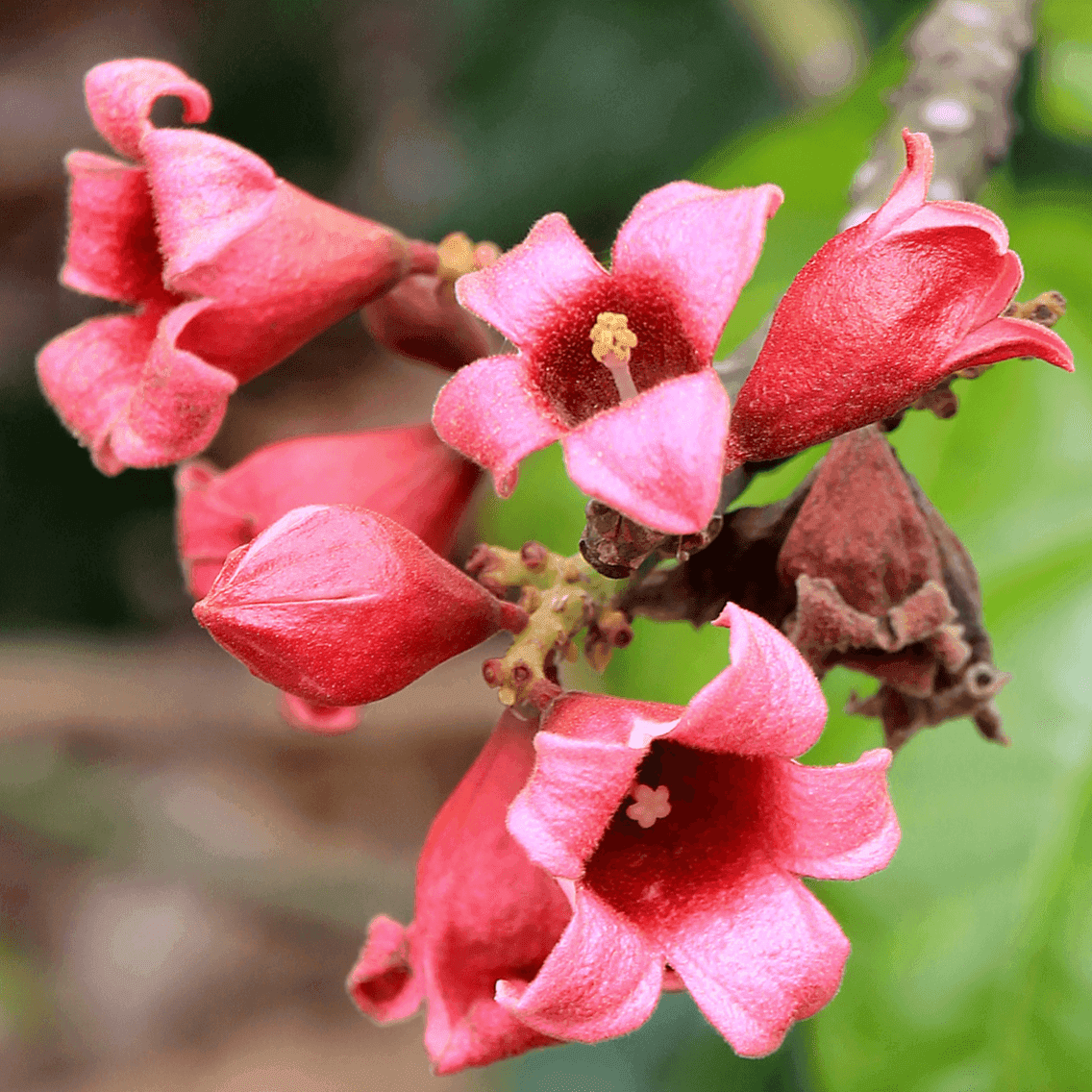 Brachychiton populneus x discolor 'Griffiths Pink' Evergreen Trees Direct