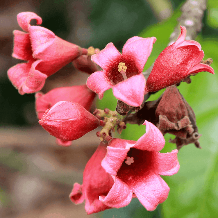 Brachychiton populneus x discolor 'Griffiths Pink' Evergreen Trees Direct