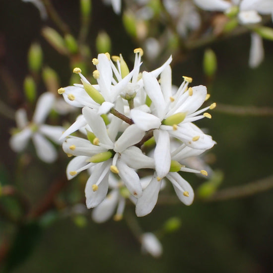 Bursaria spinosa Evergreen Trees Direct