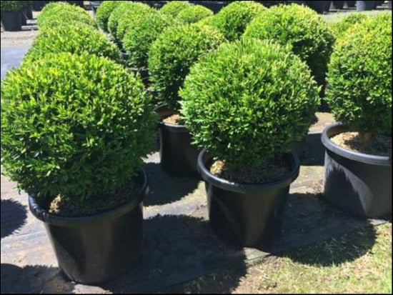 Buxus bodinieri Shaggy Box Topiary Balls Evergreen Trees Direct