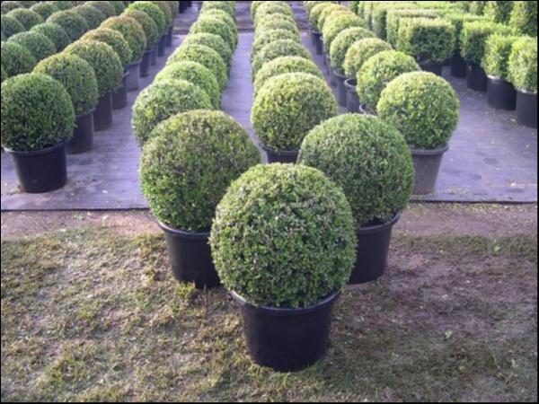 Buxus microphylla japonica Japanese Box Topiary Balls Evergreen Trees Direct