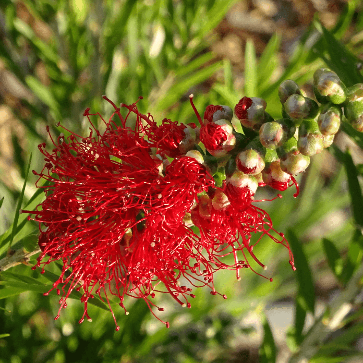 Callistemon viminalis 'Dawson River Weeper' Evergreen Trees Direct