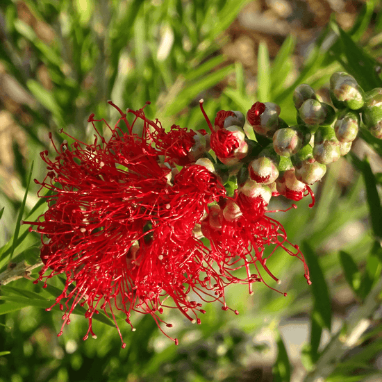 Callistemon viminalis 'Dawson River Weeper' Evergreen Trees Direct