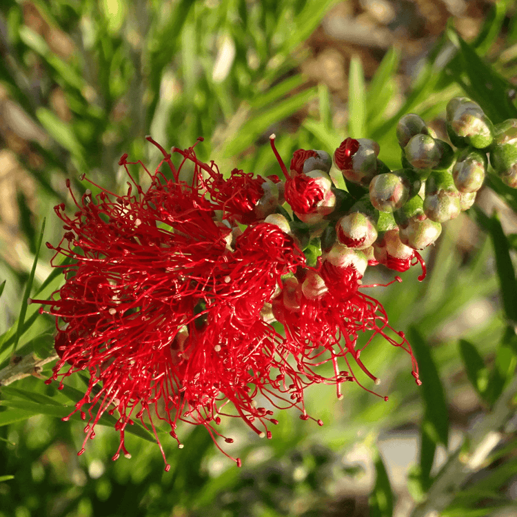 Callistemon viminalis 'Dawson River Weeper' Evergreen Trees Direct