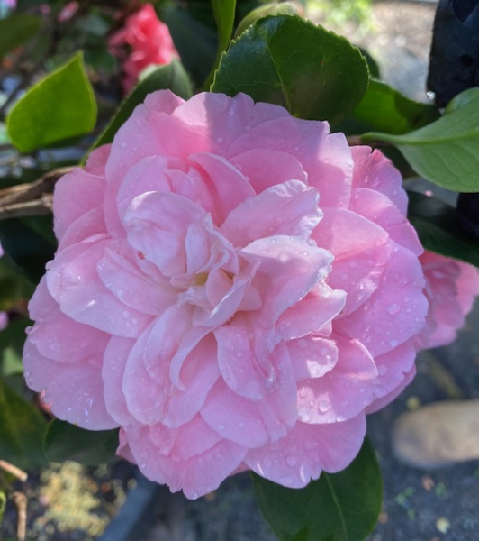 Camellia Japonica Fran Honeyer Balls 90L Evergreen Trees Direct