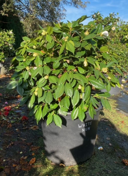 Camellia japonica White Nun Balls Evergreen Trees Direct