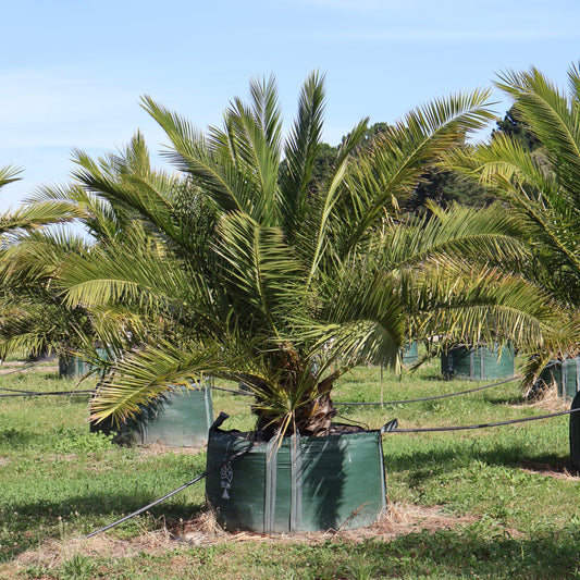 Canary Island Date Palm (Phoenix canariensis) Evergreen Trees Direct